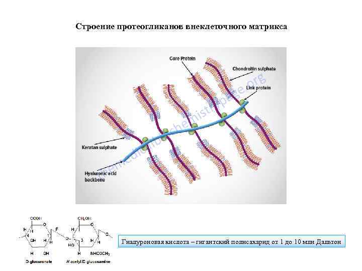 Строение протеогликанов внеклеточного матрикса Гиалуроновая кислота – гигантский полисахарид от 1 до 10 млн