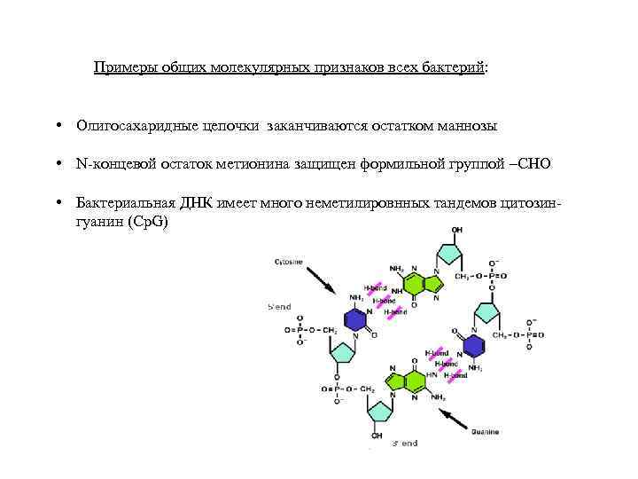 Примеры общих молекулярных признаков всех бактерий: • Олигосахаридные цепочки заканчиваются остатком маннозы • N-концевой
