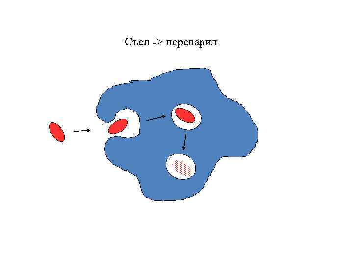 Съел -> переварил 