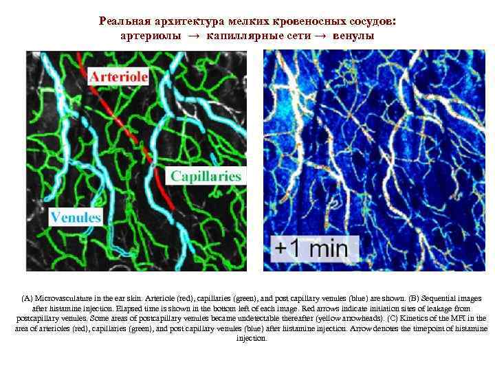 Реальная архитектура мелких кровеносных сосудов: артериолы → капиллярные сети → венулы (A) Microvasculature in