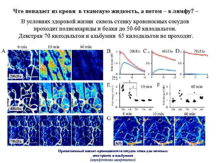 Что попадает из крови в тканевую жидкость, а потом – в лимфу? – В