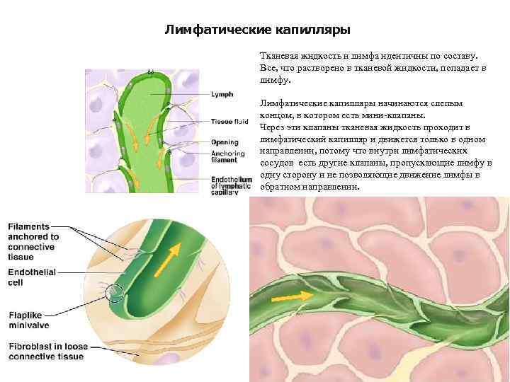 Лимфатические капилляры Тканевая жидкость и лимфа идентичны по составу. Все, что растворено в тканевой