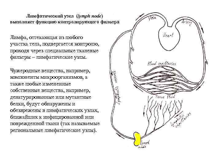 Лимфатический узел (lymph node) выполняет функцию контролирующего фильтра Лимфа, оттекающая из любого участка тела,