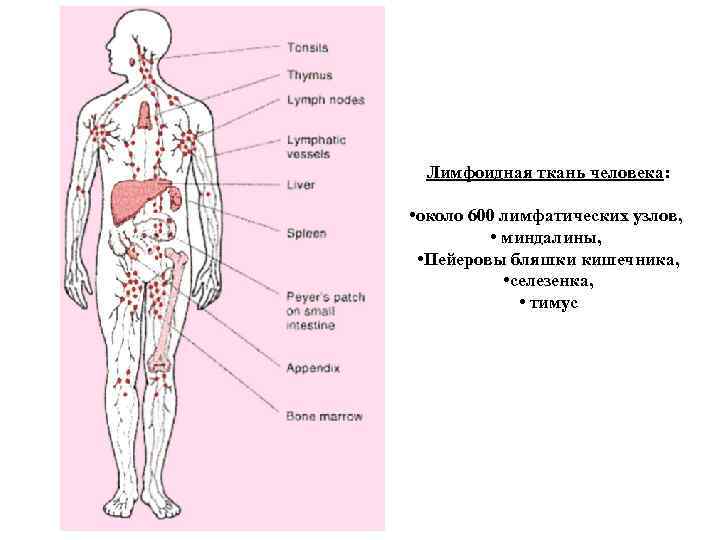 Лимфоидная ткань человека: • около 600 лимфатических узлов, • миндалины, • Пейеровы бляшки кишечника,