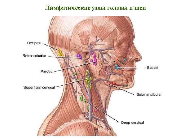 Лимфатические узлы головы и шеи 