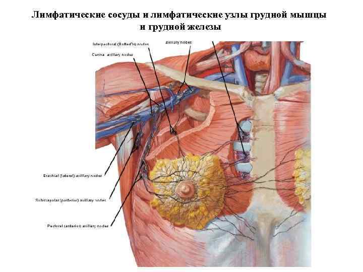 Лимфатические сосуды и лимфатические узлы грудной мышцы и грудной железы 