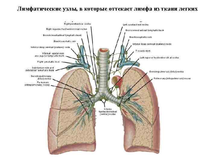 Лимфатические узлы, в которые оттекает лимфа из ткани легких 