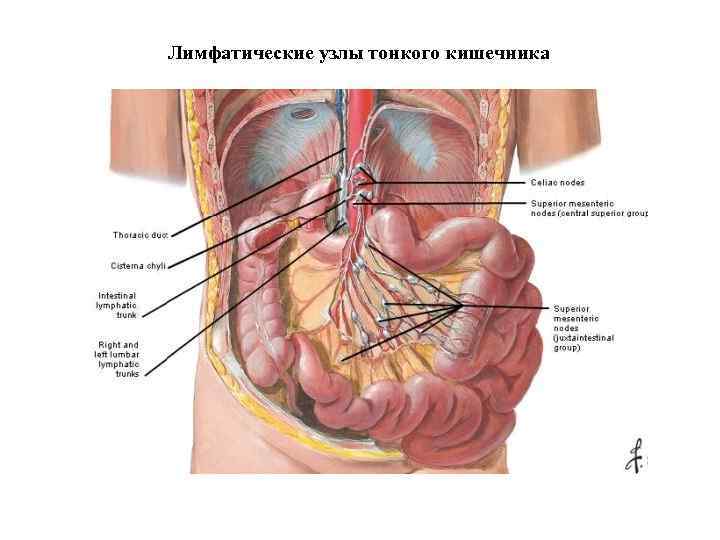 Лимфатические узлы тонкого кишечника 