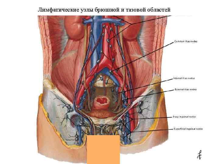 Лимфатические узлы брюшной и тазовой областей 