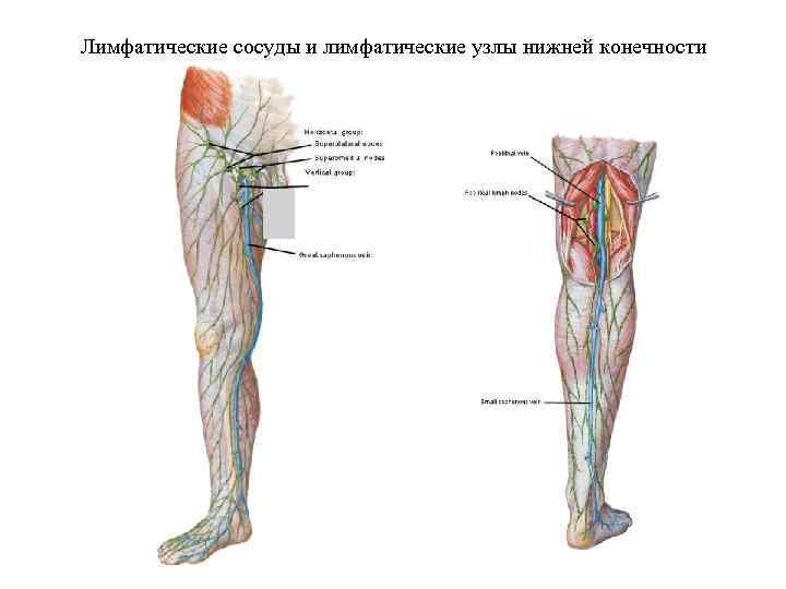 Лимфатические сосуды и лимфатические узлы нижней конечности 