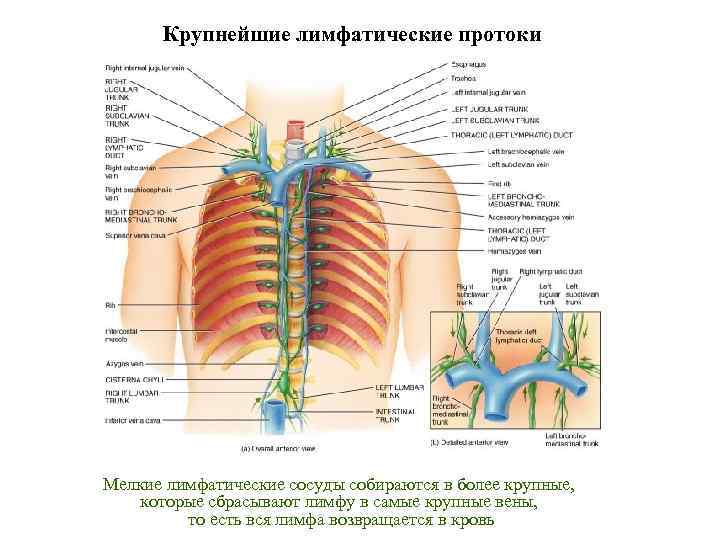 Крупнейшие лимфатические протоки Мелкие лимфатические сосуды собираются в более крупные, которые сбрасывают лимфу в