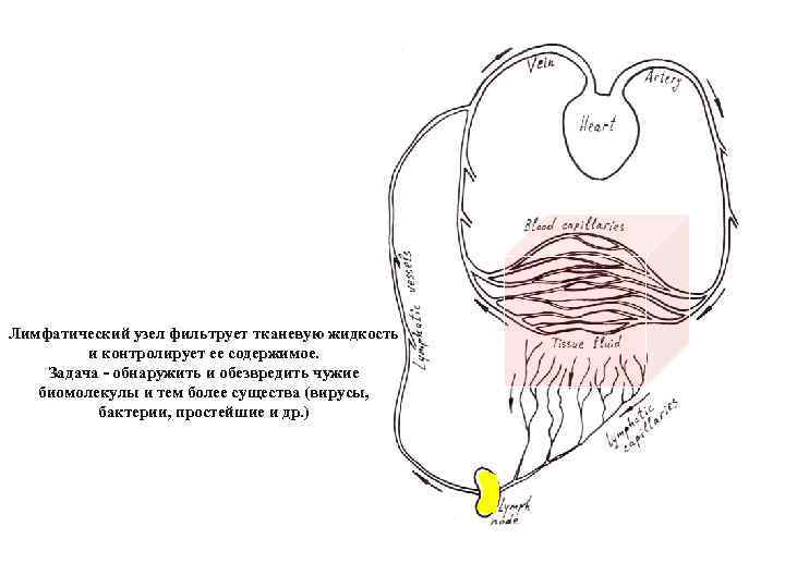 Лимфатический узел фильтрует тканевую жидкость и контролирует ее содержимое. Задача - обнаружить и обезвредить