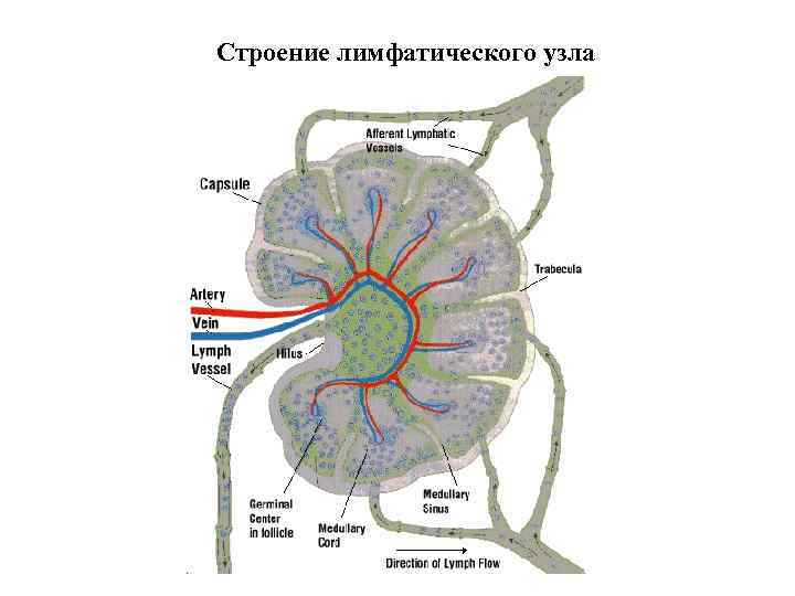 Строение лимфатического узла 