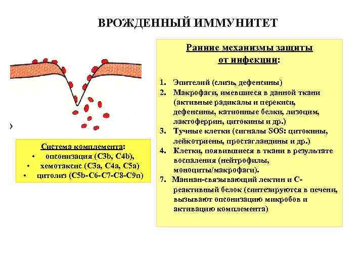 ВРОЖДЕННЫЙ ИММУНИТЕТ Ранние механизмы защиты от инфекции: Система комплемента: • опсонизация (C 3 b,