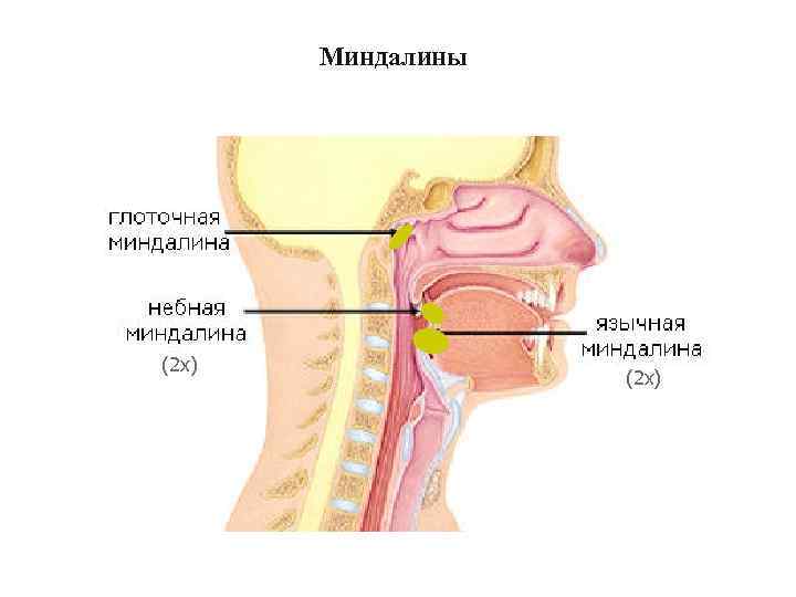 Миндалины (2 x) 