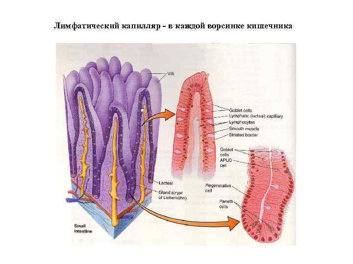Лимфатический капилляр - в каждой ворсинке кишечника 