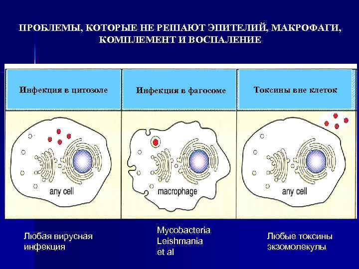 ПРОБЛЕМЫ, КОТОРЫЕ НЕ РЕШАЮТ ЭПИТЕЛИЙ, МАКРОФАГИ, КОМПЛЕМЕНТ И ВОСПАЛЕНИЕ Инфекция в цитозоле Любая вирусная