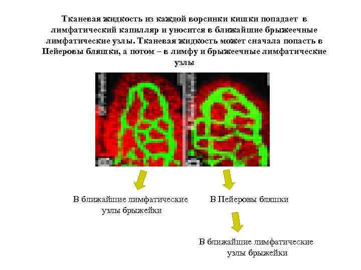 Тканевая жидкость из каждой ворсинки кишки попадает в лимфатический капилляр и уносится в ближайшие