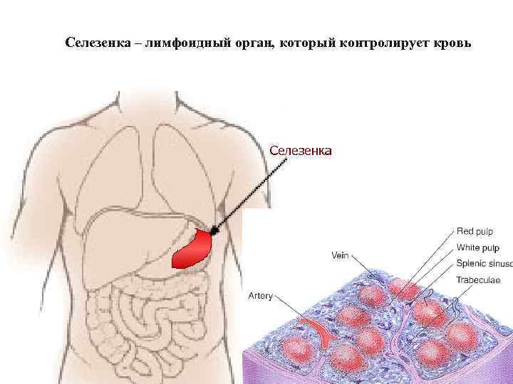 Селезенка – лимфоидный орган, который контролирует кровь Селезенка WP – белая пульпа (лимфоидные фолликулы)