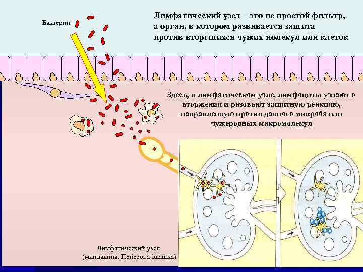 Бактерии Лимфатический узел – это не простой фильтр, а орган, в котором развивается защита