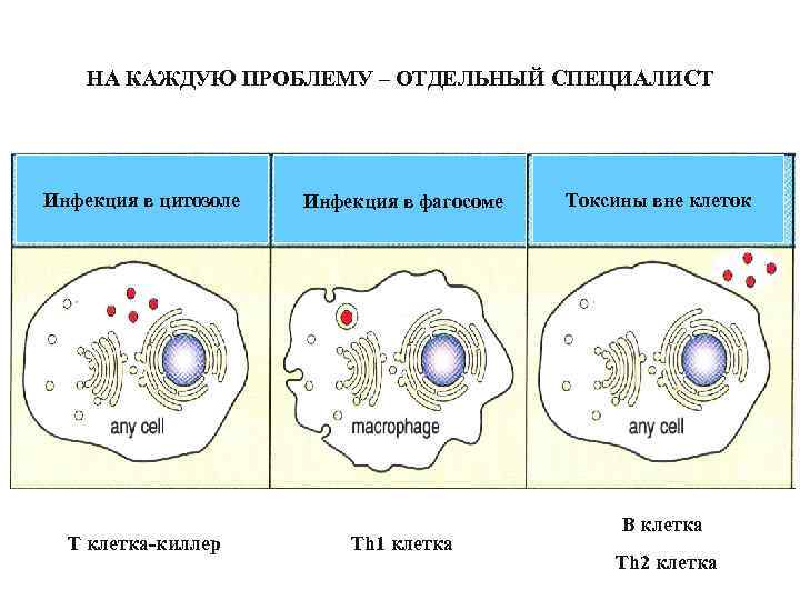 НА КАЖДУЮ ПРОБЛЕМУ – ОТДЕЛЬНЫЙ СПЕЦИАЛИСТ Инфекция в цитозоле T клетка-киллер Инфекция в фагосоме