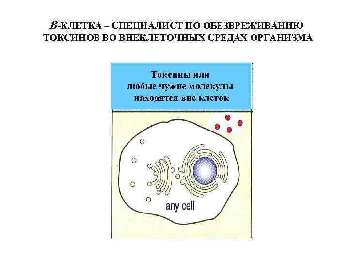 В-КЛЕТКА – СПЕЦИАЛИСТ ПО ОБЕЗВРЕЖИВАНИЮ ТОКСИНОВ ВО ВНЕКЛЕТОЧНЫХ СРЕДАХ ОРГАНИЗМА Токсины или любые чужие