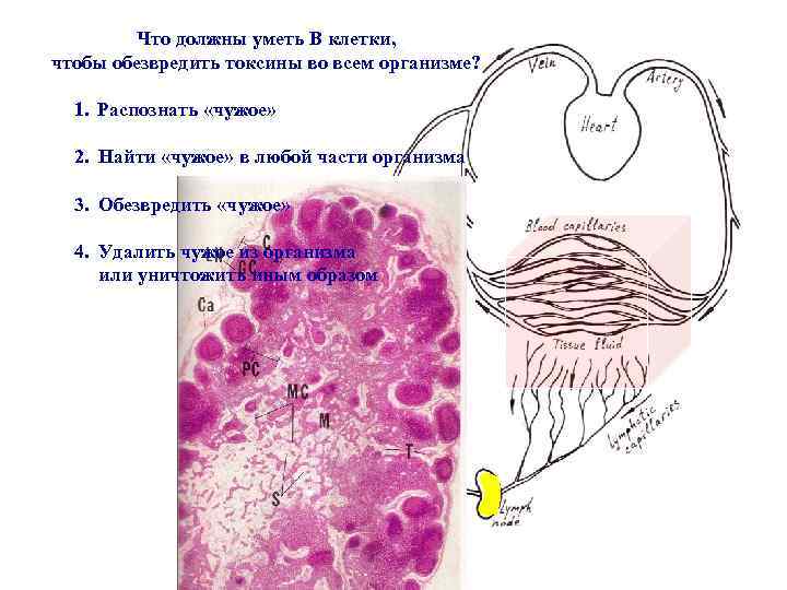Что должны уметь В клетки, чтобы обезвредить токсины во всем организме? 1. Распознать «чужое»