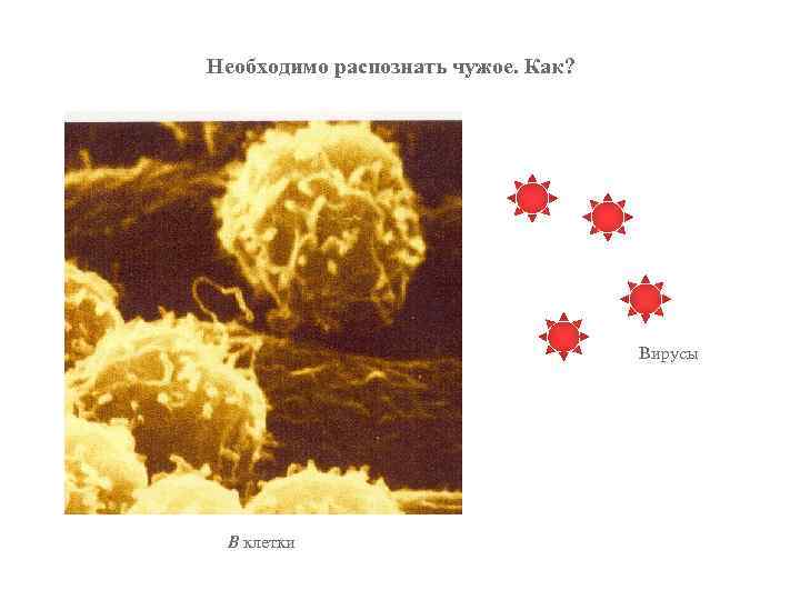 Необходимо распознать чужое. Как? Вирусы В клетки 