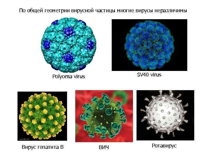 По общей геометрии вирусной частицы многие вирусы неразличимы SV 40 virus Polyoma virus Вирус