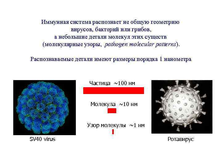 Иммунная система распознает не общую геометрию вирусов, бактерий или грибов, а небольшие детали молекул