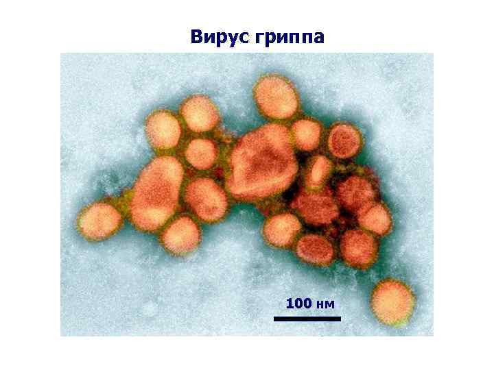 Вирус гриппа 100 нм 