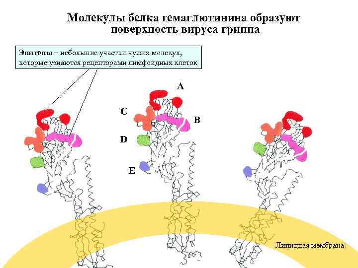 Молекулы белка гемаглютинина образуют поверхность вируса гриппа Эпитопы – небольшие участки чужих молекул, которые