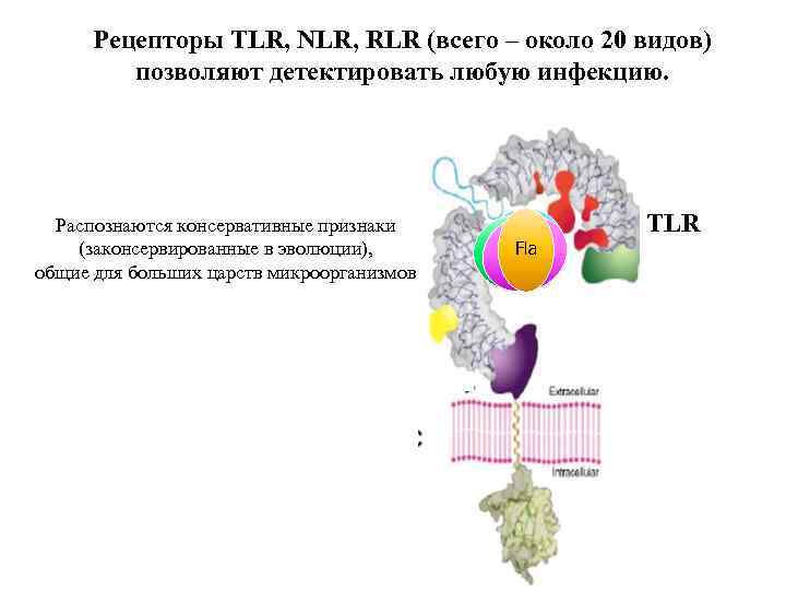 Рецепторы TLR, NLR, RLR (всего – около 20 видов) позволяют детектировать любую инфекцию. Распознаются