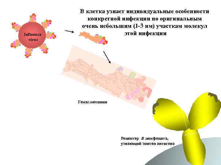 Influenza virus В клетка узнает индивидуальные особенности конкретной инфекции по оригинальным очень небольшим (1