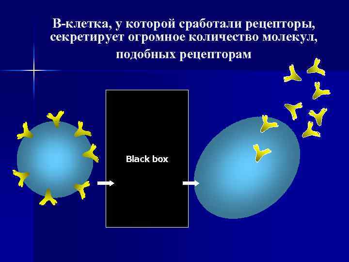 В-клетка, у которой сработали рецепторы, секретирует огромное количество молекул, подобных рецепторам Black box 