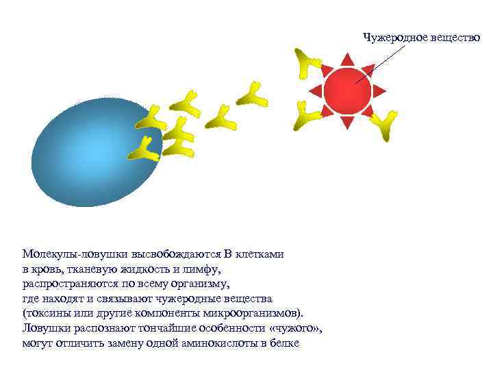 Чужеродное вещество Молекулы-ловушки высвобождаются В клетками в кровь, тканевую жидкость и лимфу, распространяются по