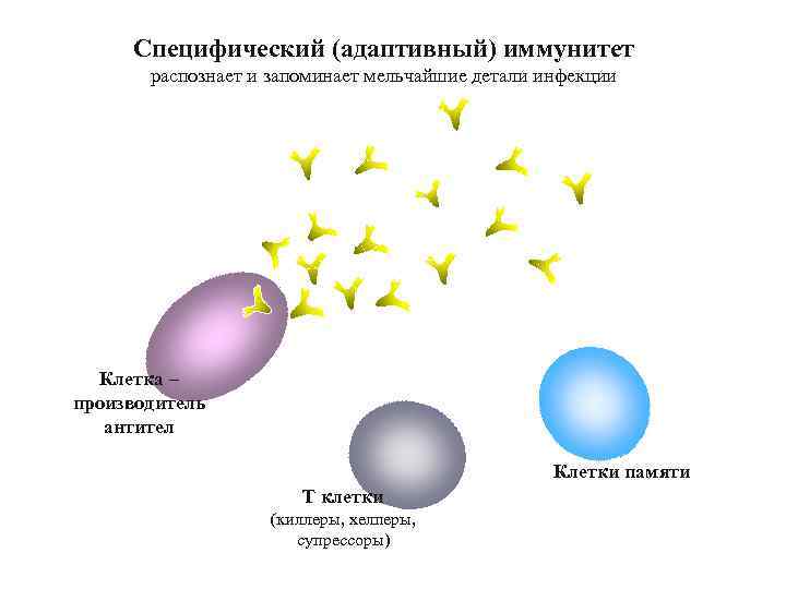 Специфический (адаптивный) иммунитет распознает и запоминает мельчайшие детали инфекции Клетка – производитель антител Клетки