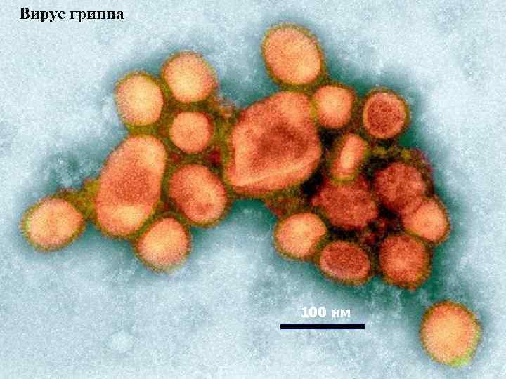 Вирус гриппа 100 нм 