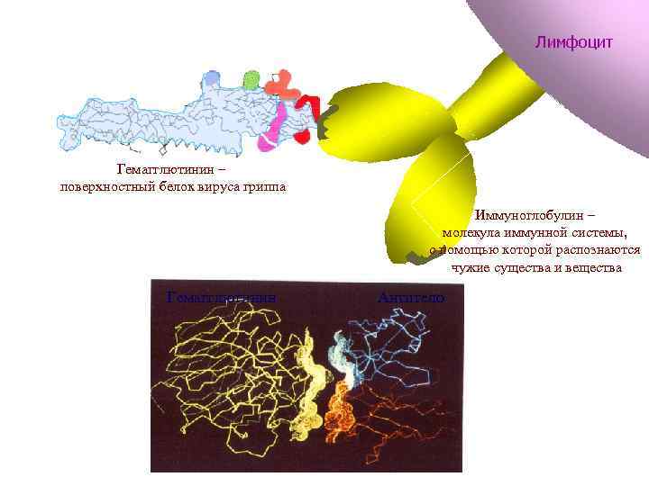 Лимфоцит Гемагглютинин Антитело Гемагглютинин – поверхностный белок вируса гриппа Иммуноглобулин – молекула иммунной системы,