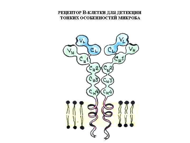 РЕЦЕПТОР В-КЛЕТКИ ДЛЯ ДЕТЕКЦИИ ТОНКИХ ОСОБЕННОСТЕЙ МИКРОБА 