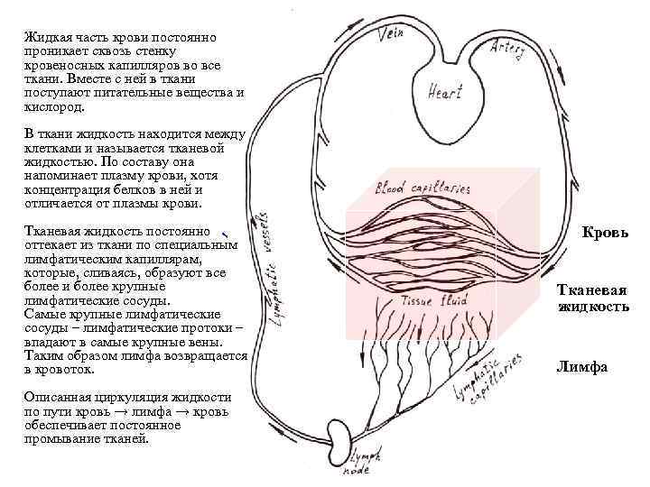 Жидкая часть крови постоянно проникает сквозь стенку кровеносных капилляров во все ткани. Вместе с