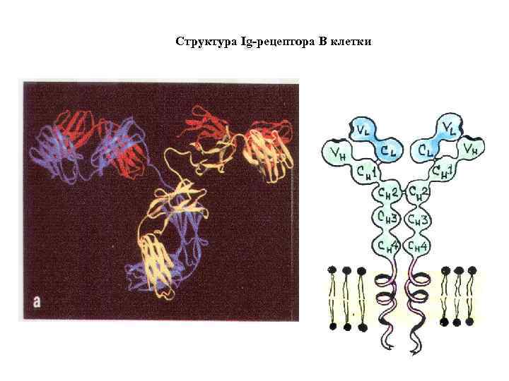 Структура Ig-рецептора В клетки 