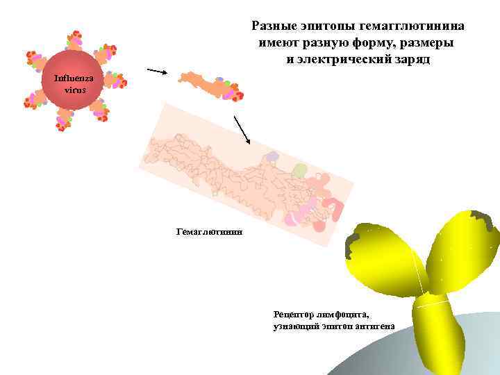 Разные эпитопы гемагглютинина имеют разную форму, размеры и электрический заряд Influenza virus Гемаглютинин Рецептор