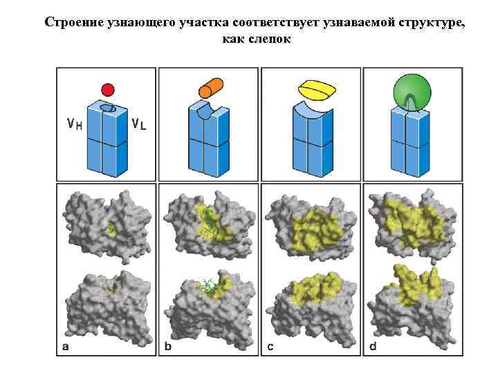 Строение узнающего участка соответствует узнаваемой структуре, как слепок 