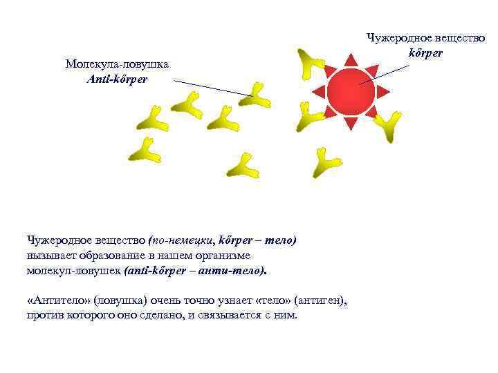 Молекула-ловушка Anti-kőrper Чужеродное вещество (по-немецки, kőrper – тело) вызывает образование в нашем организме молекул-ловушек