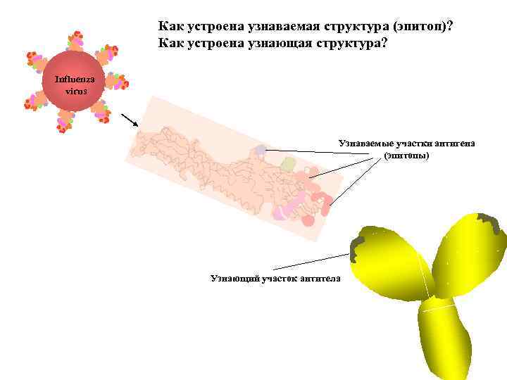 Как устроена узнаваемая структура (эпитоп)? Как устроена узнающая структура? Influenza virus Узнаваемые участки антигена