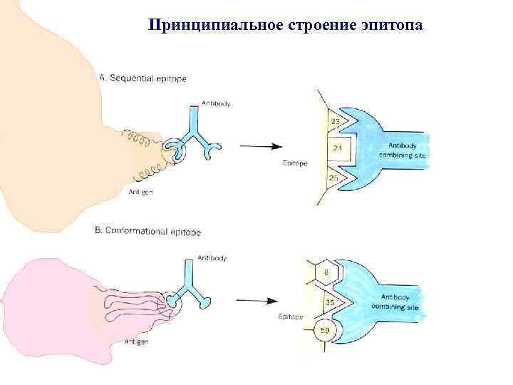 Принципиальное строение эпитопа 