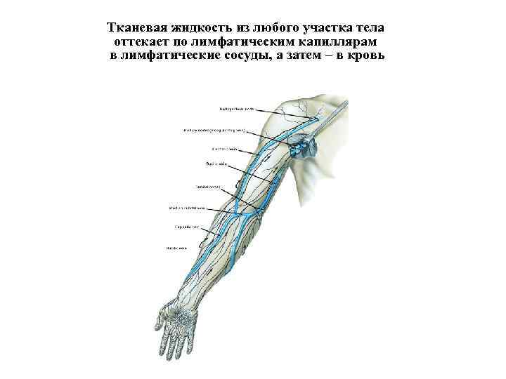 Тканевая жидкость из любого участка тела оттекает по лимфатическим капиллярам в лимфатические сосуды, а