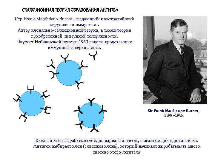 СЕЛЕКЦИОННАЯ ТЕОРИЯ ОБРАЗОВАНИЯ АНТИТЕЛ Сэр Frank Macfarlane Burnet - выдающийся австралийский вирусолог и иммунолог.