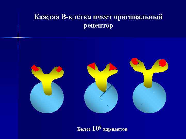 Каждая В-клетка имеет оригинальный рецептор Более 108 вариантов 